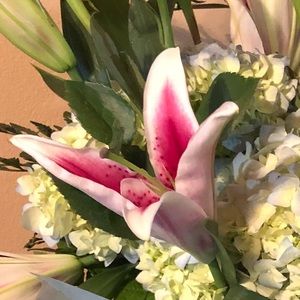 Meet your Posher, Lily